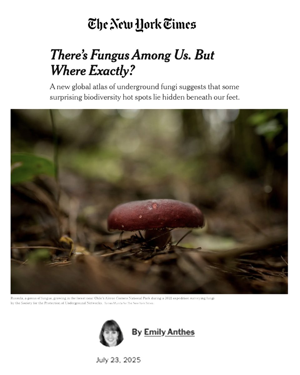 Protecting the boreal safeguards billions of birds &amp; the vulnerable caribou — but also a vast hidden world. 🍄 New research shows astonishing fungi diversity in the boreal, unseen allies that keep soils healthy &amp; move nutrients to plants. 🌲 More: nytimes.com/2025/07/23/sci…