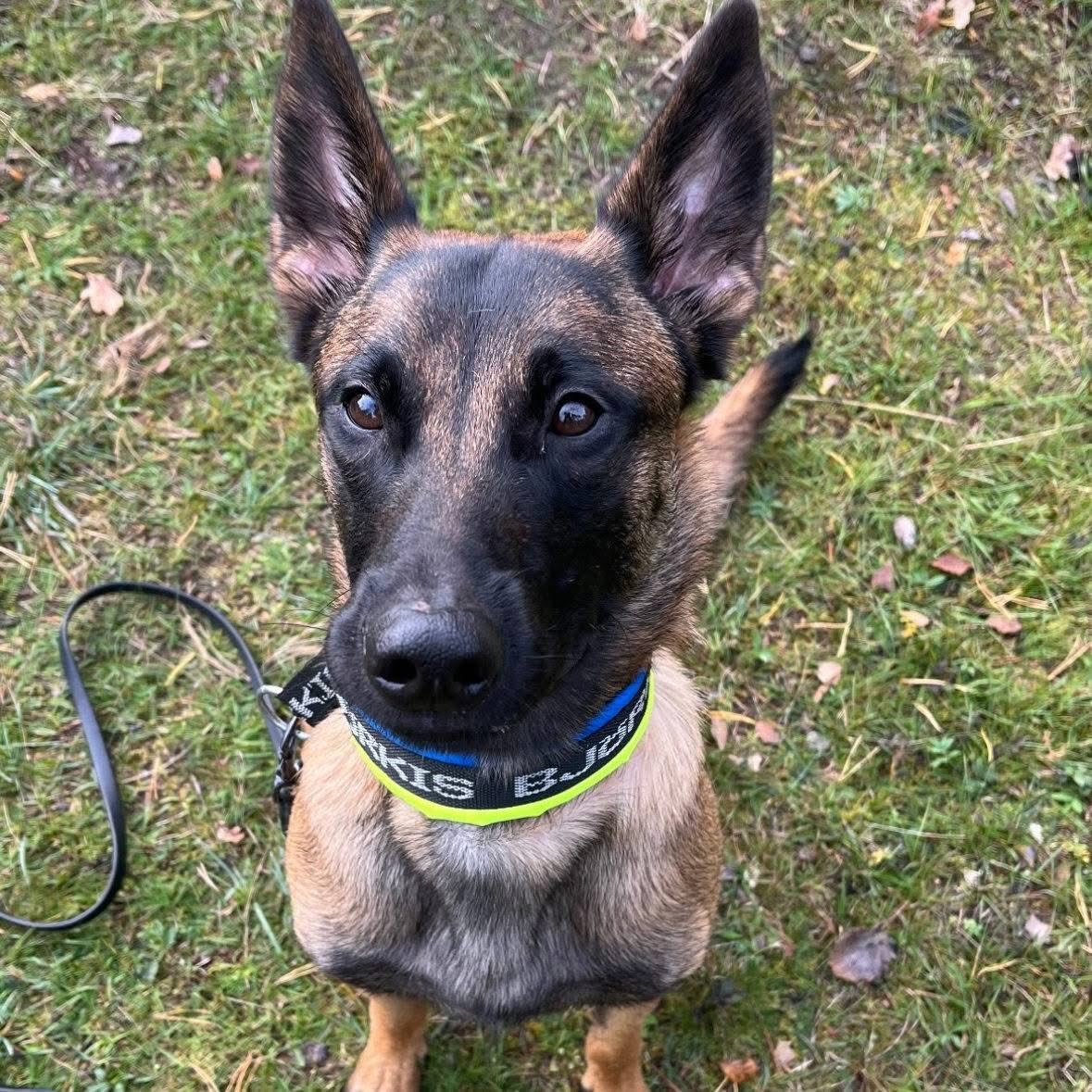 BastardK9's tweet photo. Today we met with @tv4 to share Jihn’s story — our first dog soon heading to Ukraine to help save lives.
Thank you for highlighting our work and the mission ahead 🐾💛💙
#DonateForDogs #FromSwedenToUkraine
Support:
PP: info@bastardk9.com https://t.co/s0U90n4SzA