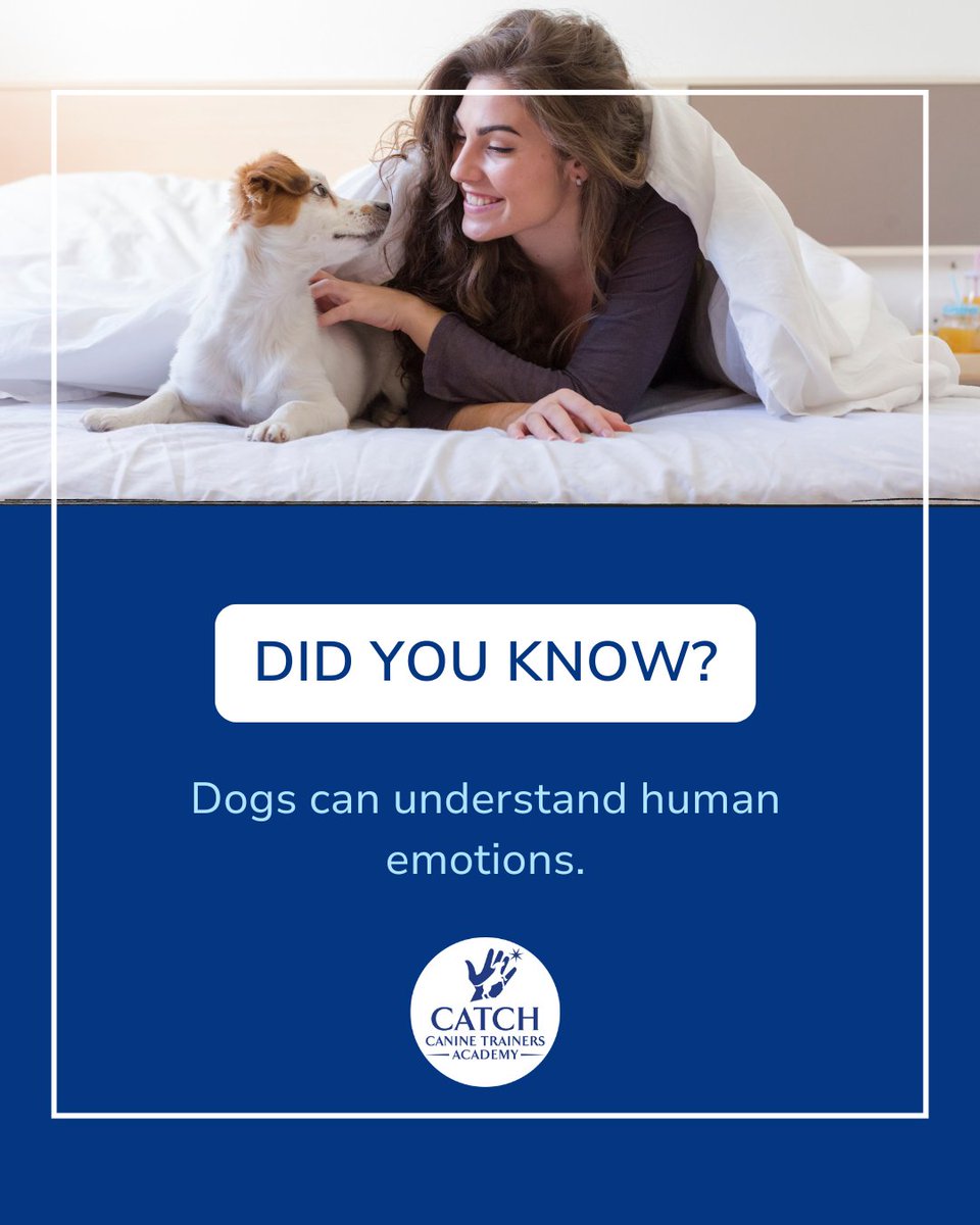 CATCHdogtrainer's tweet image. Did you know dogs can understand human emotions? Research shows they can read facial expressions and can even sense when their owner is sad or stressed.
......
#CATCHCanineTrainersAcademy #DogTraining #DogTrainer #AnimalEducation #DidYouKnow