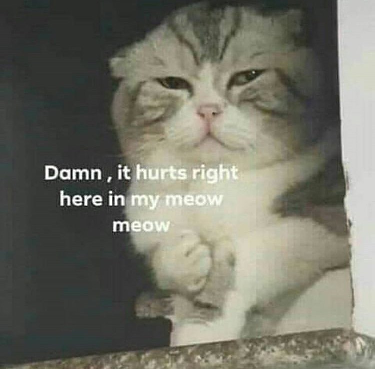 Punch Cat (@punchingcat) on Twitter photo 