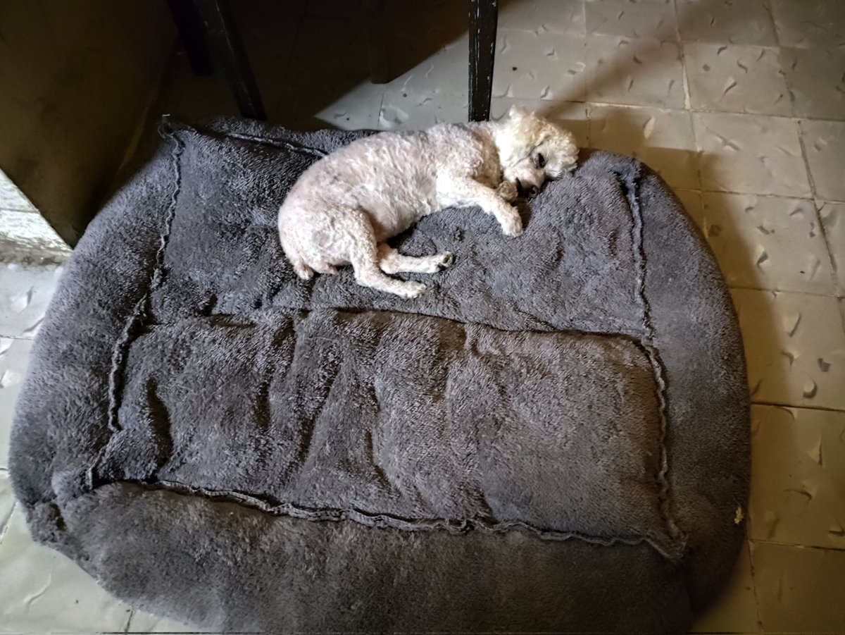 Compré la cama para Loki y es la Chantilly quien duerme en ella. 🙃