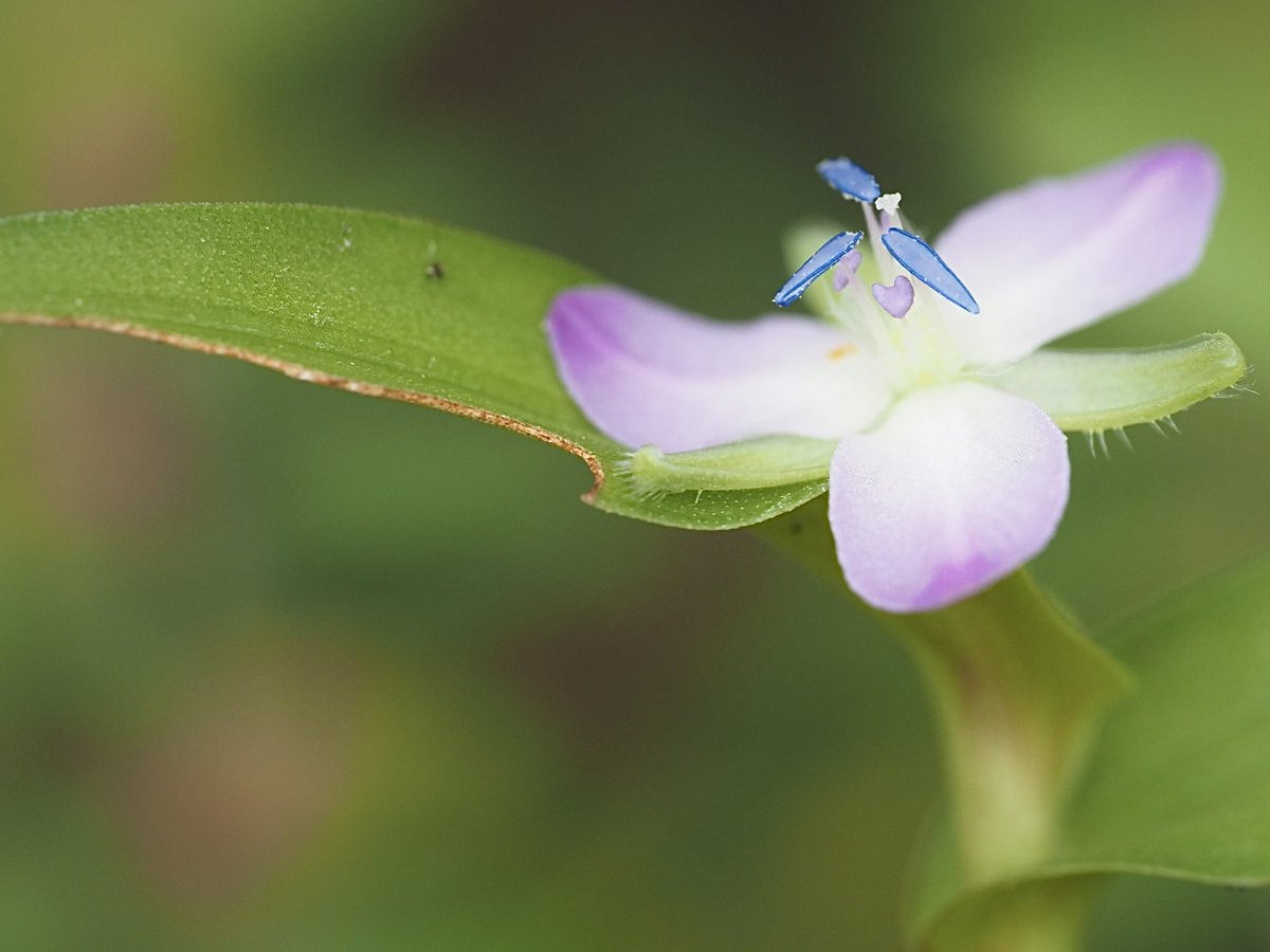 フ ラ ン @読書/写真/生態 on X