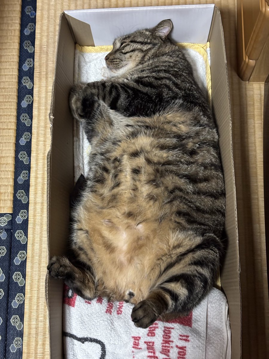 朝ご飯食べたから二度寝するそうです。
