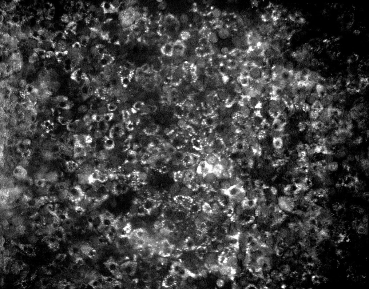 Genaro Vázquez tweet media