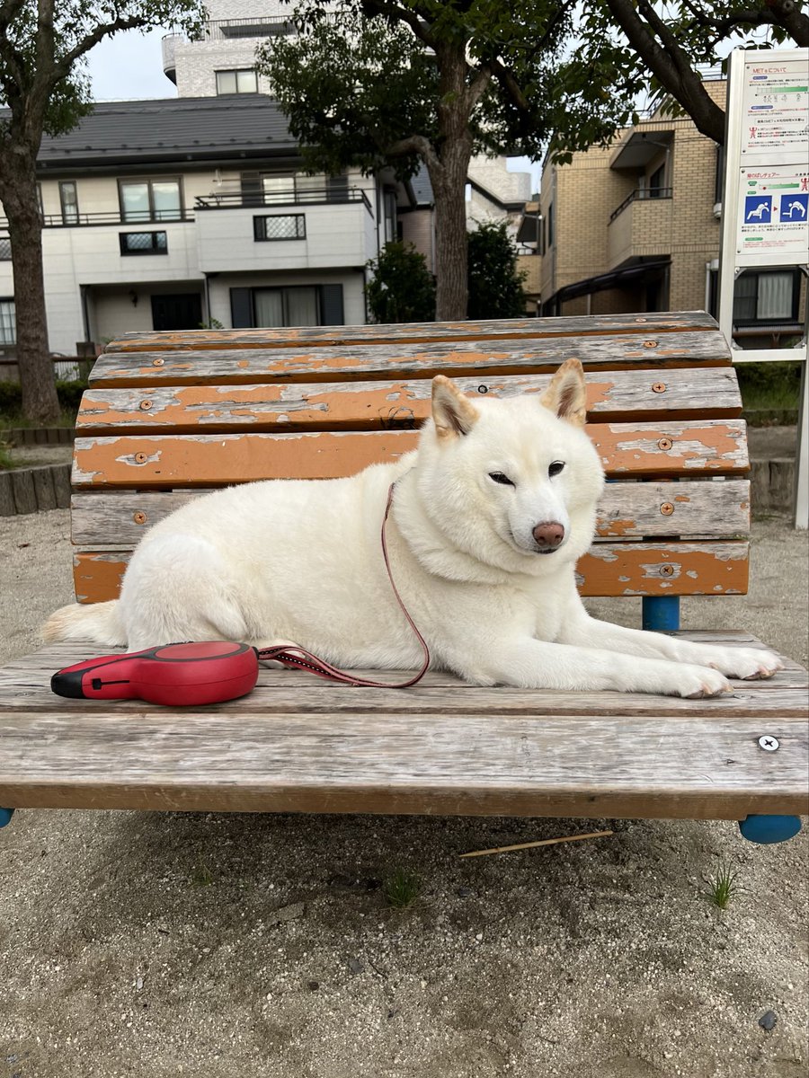 チョビ (@sirosibainu) / X