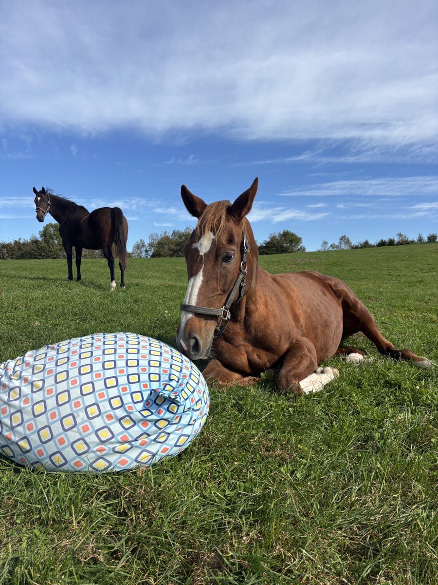 Yogibo✕ヴェルサイユファーム✕尾花氏オリジナルデザイン　【カバーのみ】 おはようございます☀ ステラリード「横になったらCMに出れるかしら