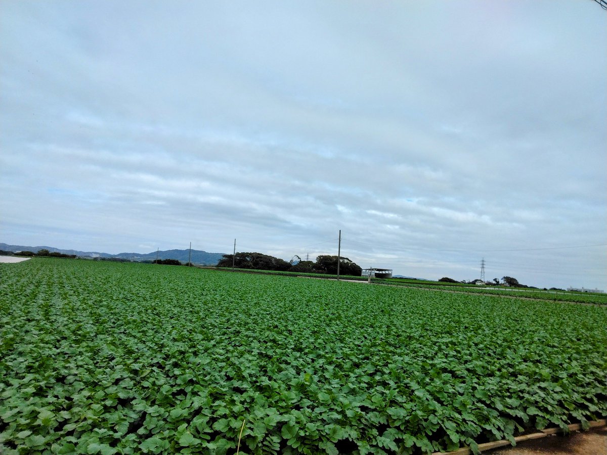 yuzumimoza's tweet photo. おはようございます
昨日は、自然に触れる機会があり
一面ダイコン畑&小高い丘からの海風が心地良かったです💫
カフェで米粉バウンドケーキ頂きました☕
今週はお仕事で大きな山がきます
うまく乗り越えたいです
結弦さん皆様
穏やかな1日となりますように🙏
#羽生クラスタ空部
#mitoCafe https://t.co/dUF7xYtHyt