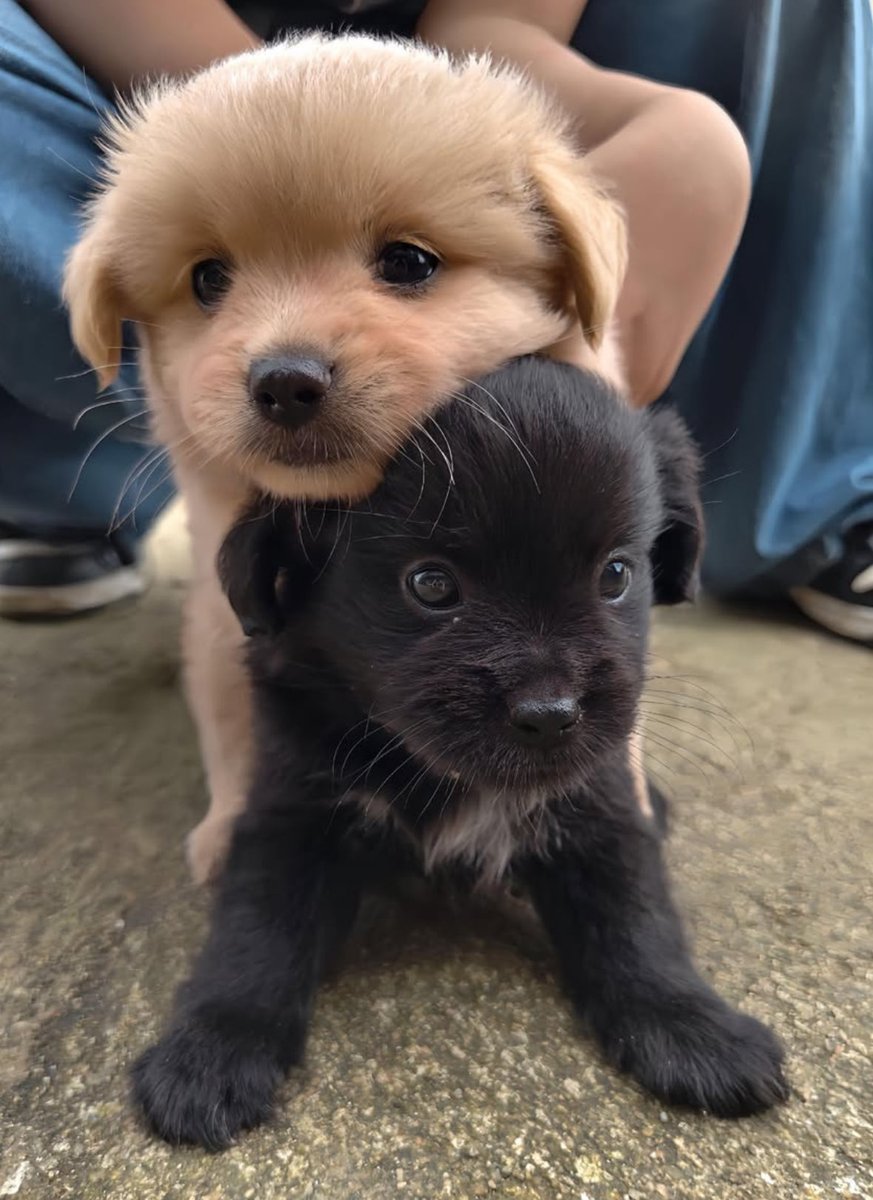 twaniimals's tweet image. 