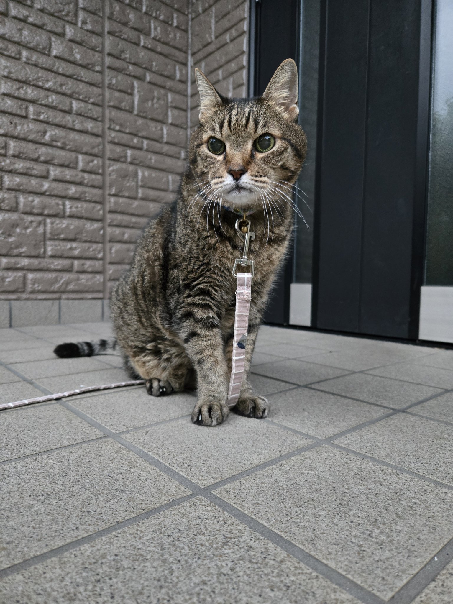 きじとら様 Amazon | フジミ模型 チビマルゴジラシリーズNo.401