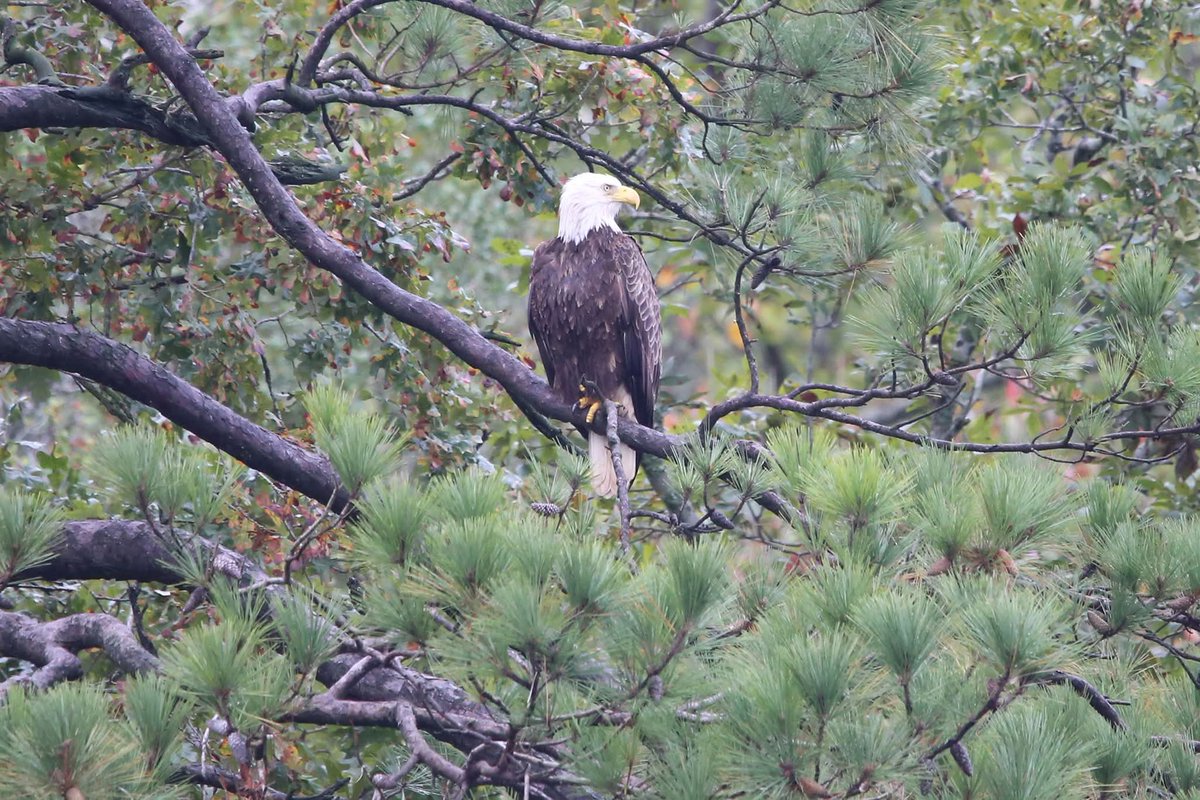 Eagle perched in a tree on the edge of Machicomoco State Park and Timberneck Creek. <a href="/VAStateParks/">Virginia State Parks</a> <a href="/GloMtwsGJ/">Gazette-Journal</a> <a href="/VLMuseum/">Virginia Living Museum</a> <a href="/virginianpilot/">The Virginian-Pilot</a>