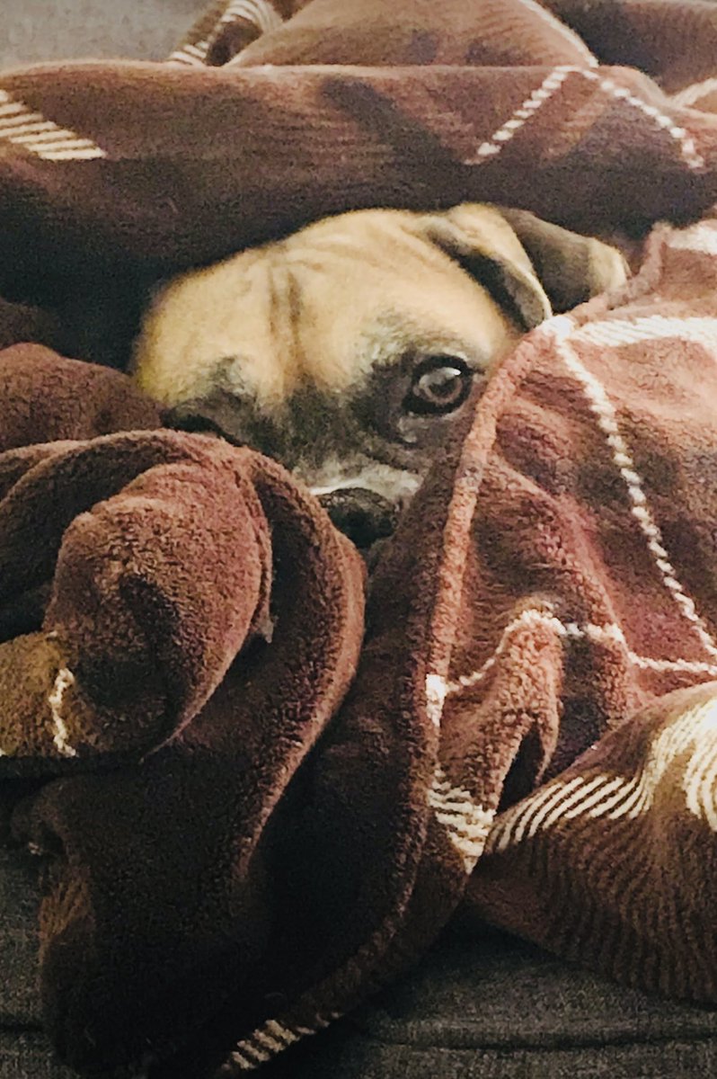 saltyriptides's tweet image. My sweet Gino, 7 years ago 🥰 That boy loved his blankets 😂🐾🩷