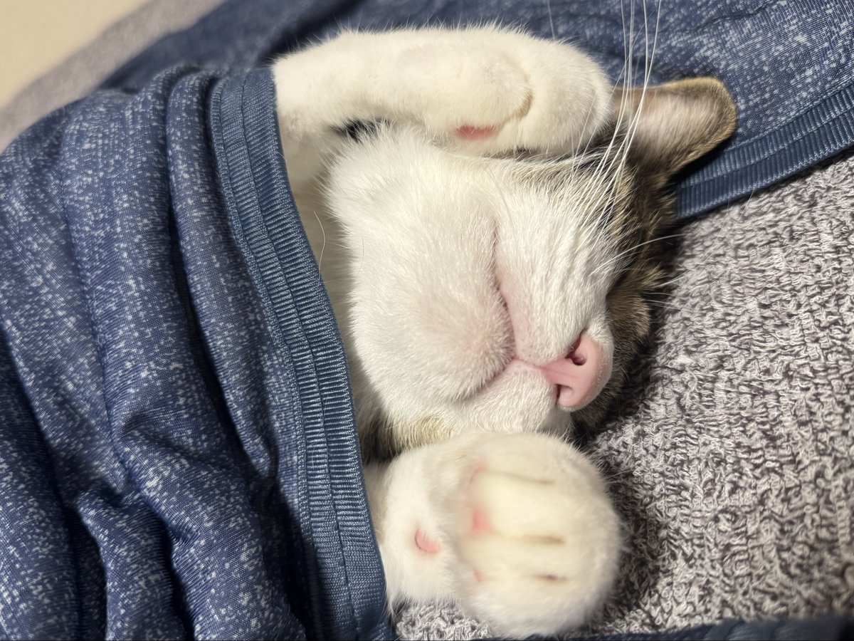 おはよ〜ごにゃ〜にゃん🐾