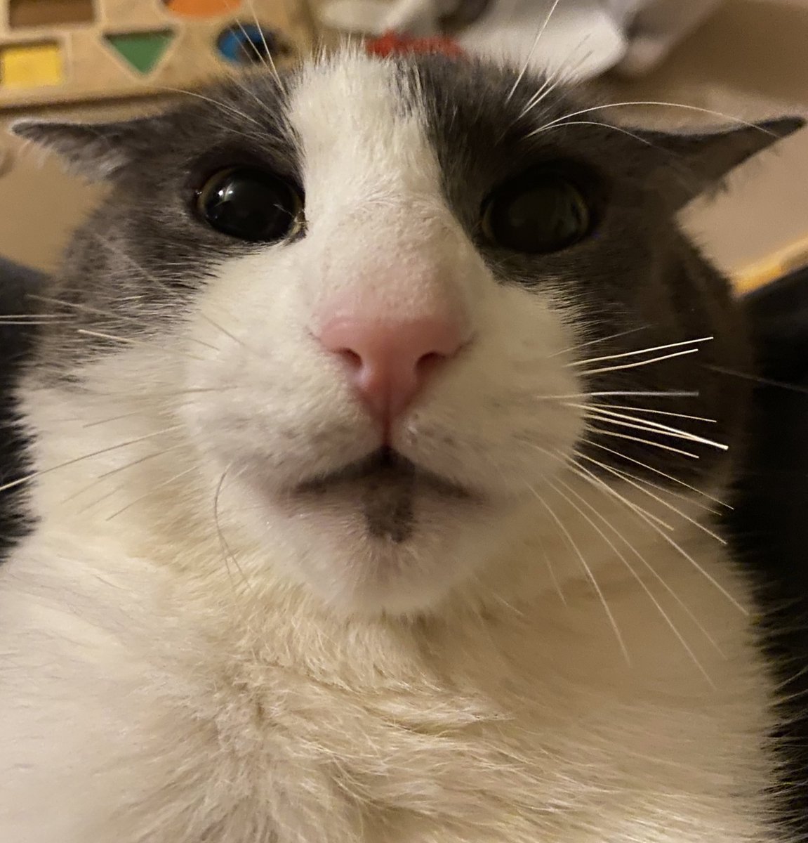 Dry... I love dry cats. They lack sogginess and I hate sogginess, whoever considers themselves as a "soggy fan" is an IDIOT and a STUPID.

Take a look at this precious creature full of knowledge because he's dry