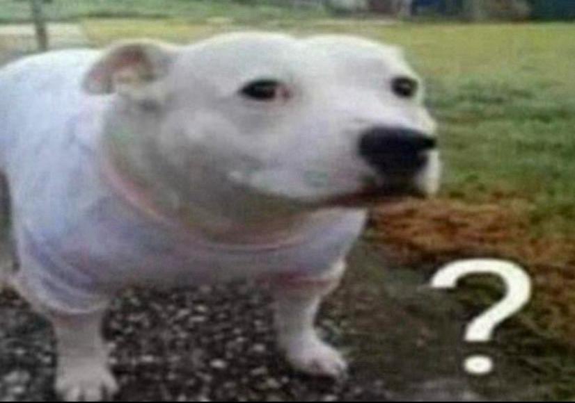 inu ୨୧ tweet media