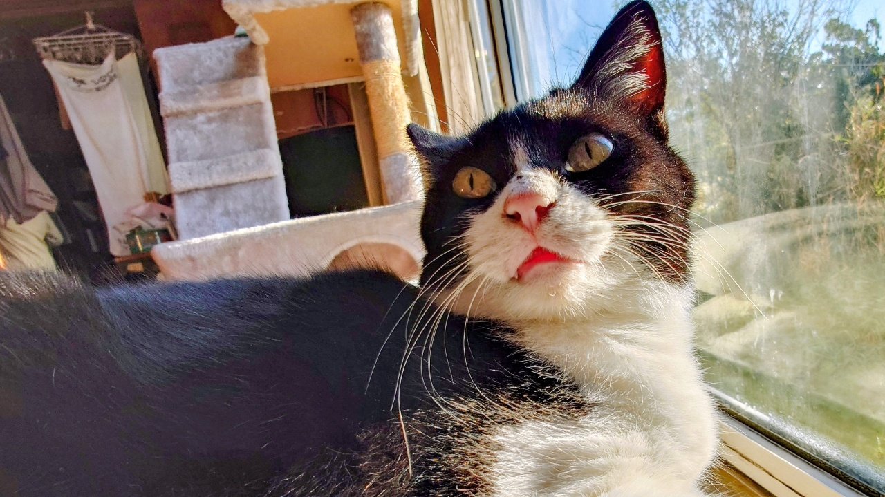 ねこ@プロフ読んでください