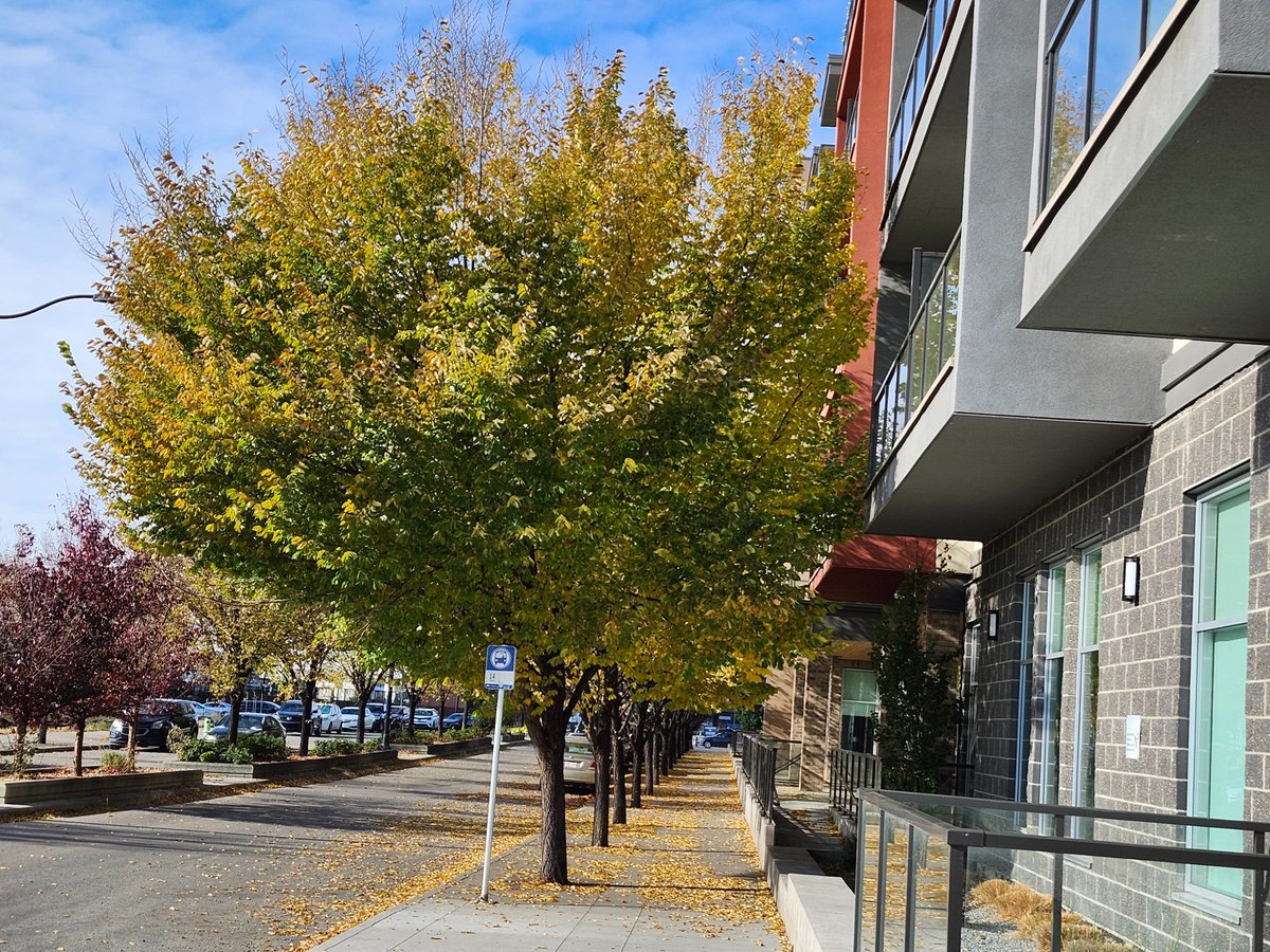 WalkingCalgary's tweet image. Here are some observations we made today in #Seton.

#Calgary  #yyc