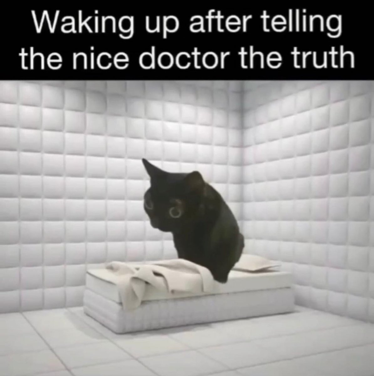 Punch Cat (@punchingcat) on Twitter photo 