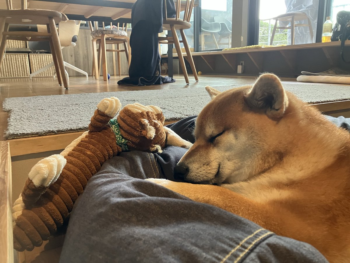 shiba_coco10diy's tweet image. 早朝散歩お疲れさま
柴のぬいぐるみをしっかり掴んで寝てしまいました😆
#柴犬のいる暮らし