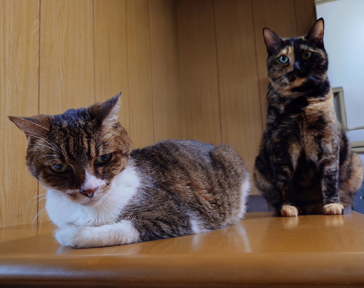 おはようございます🌞最近気圧が安定せず、少し涼しくなって来た事もあり頭痛がちらほら😵‍💫🌀台風の季節や秋口は毎年不調になるので、この季節を超えると一気に寒くなりそうで。にゃんずと帰宅したらゴロゴロするとします。皆様も体調に気を付けて良い1日をお過ごし下さい🥴🫴🏻
#猫好きさんと繫がりたい