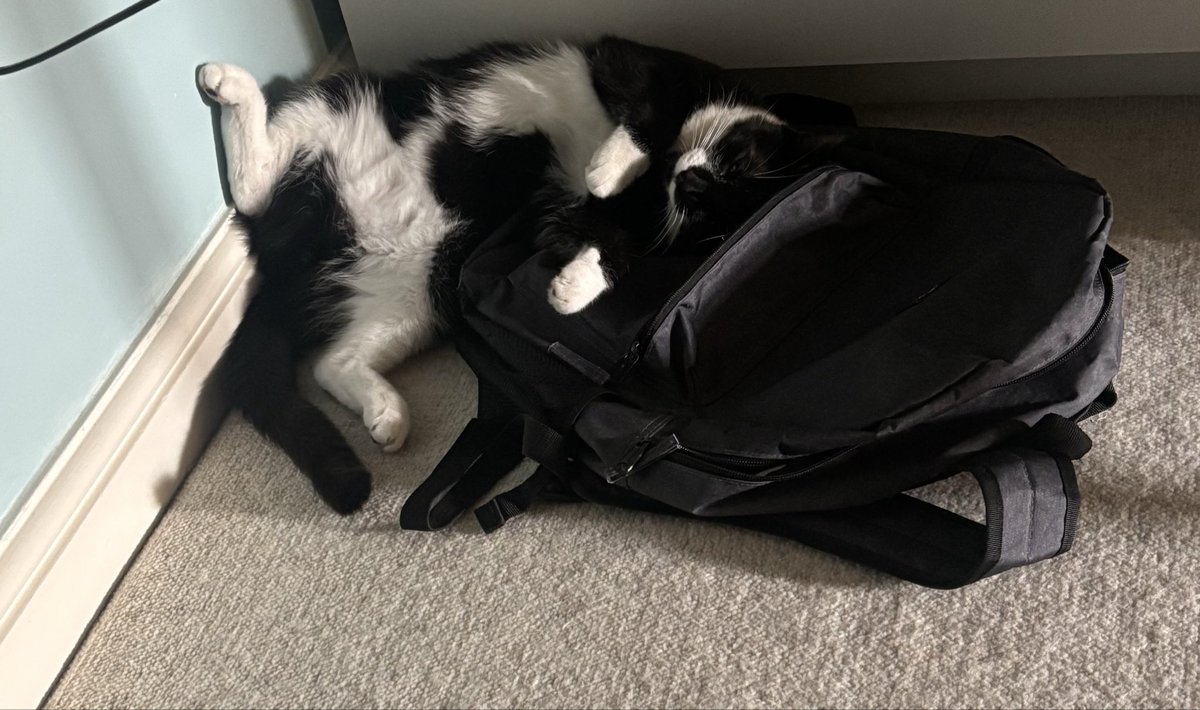 littlejohnbmx's tweet photo. @catsbeingweirds https://t.co/PnQCxmeFeN