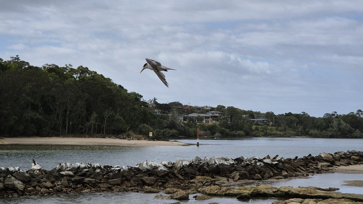 AvidCommentator's tweet image. Embracing my inner wildlife photographer today