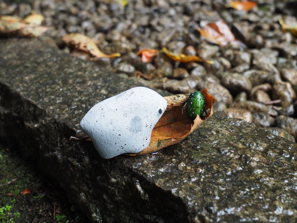 ペブルス / Pebbbles. tweet media