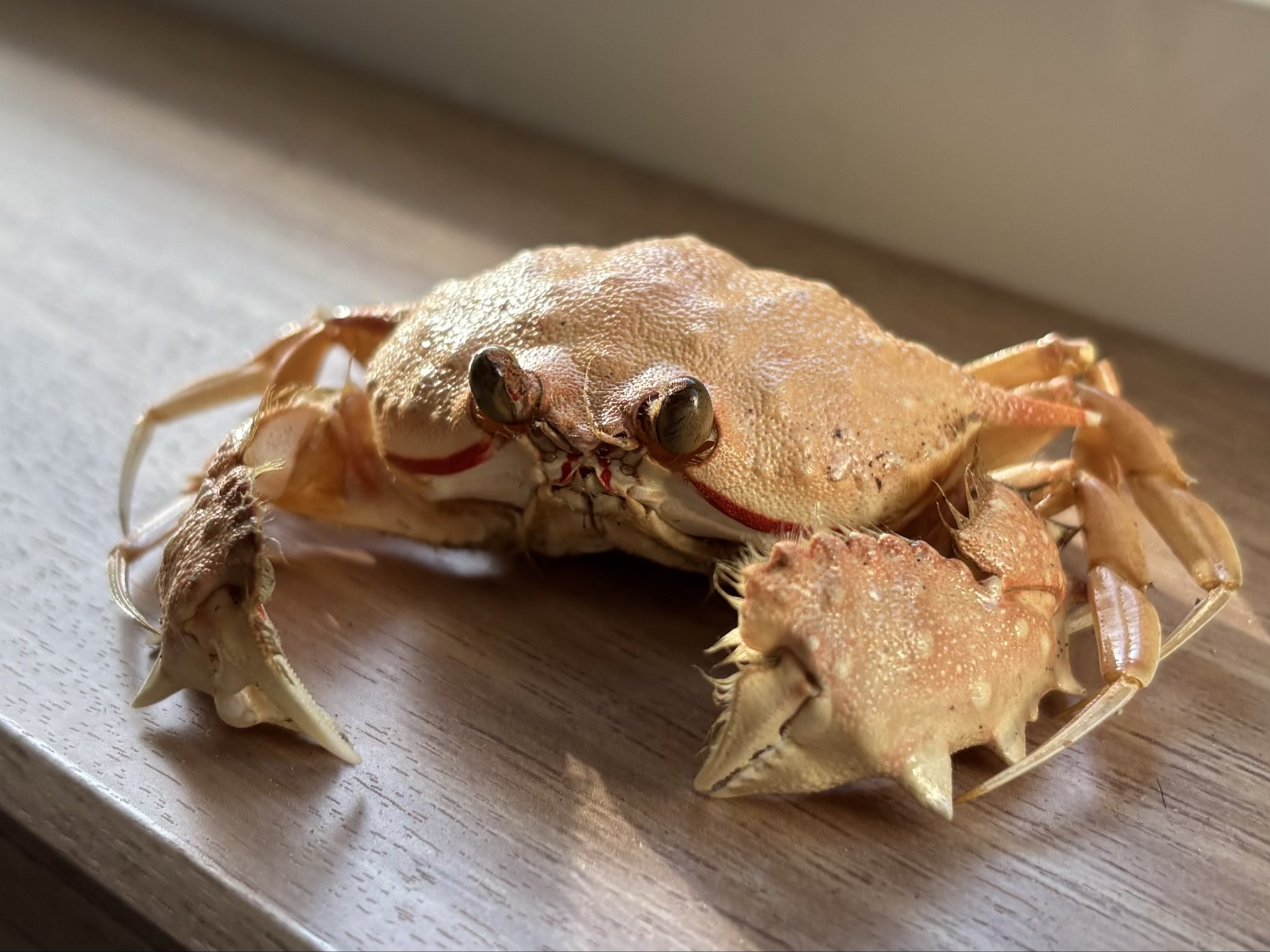 カニ カニオタク on X: 