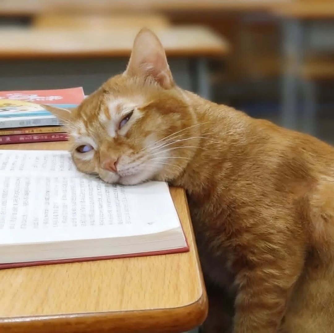 моя фурсона