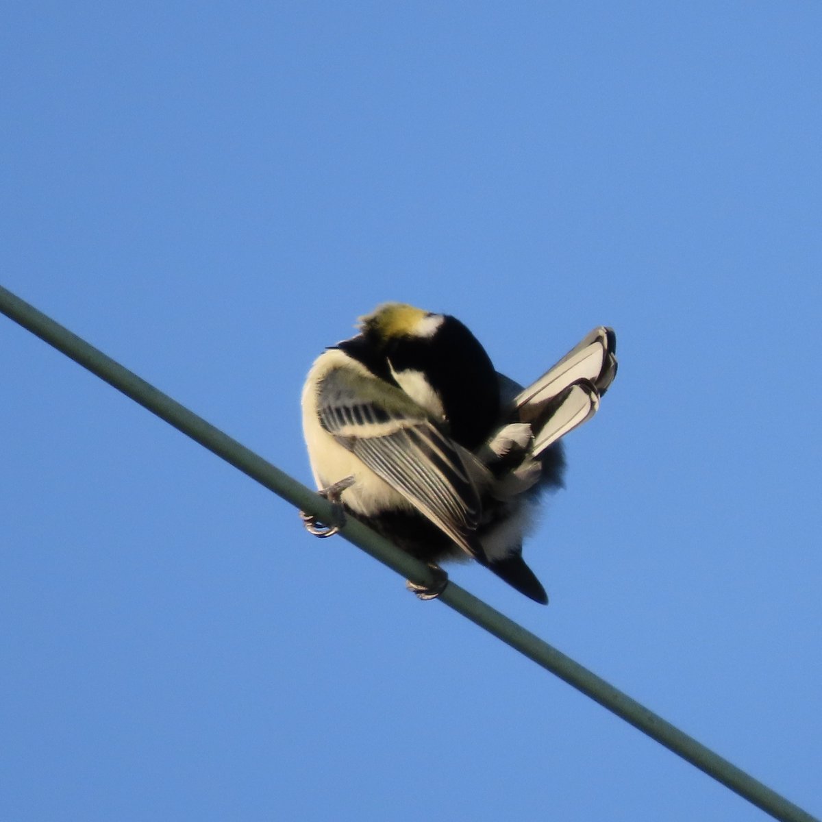 おはようございます。最近、朝晩めっきり涼しくなり鳥達の活性化してきた中、ベランダ前にはちょっと前からシジュウカラが来てたもののずっと曇天で撮るの諦めてたんですがやっとの朝晴れでシジュウカラが撮れましたー。光量あると羽目が綺麗ザンスね。
#今日の鳥
＃シジュウカラ