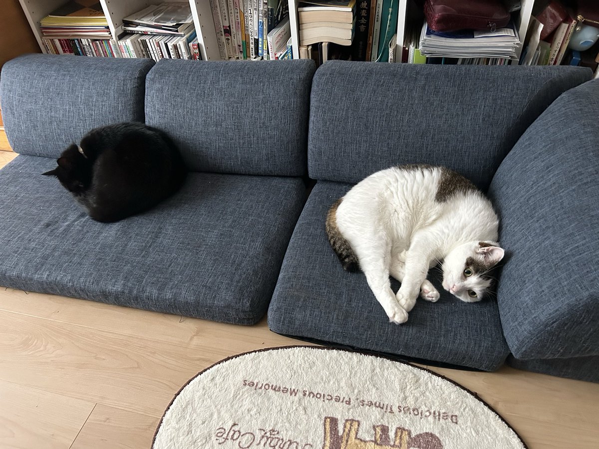 おはよー🐈‍⬛🐈

#猫のいる暮らし　#白猫　#立夏くん
#黒猫　#湊くん