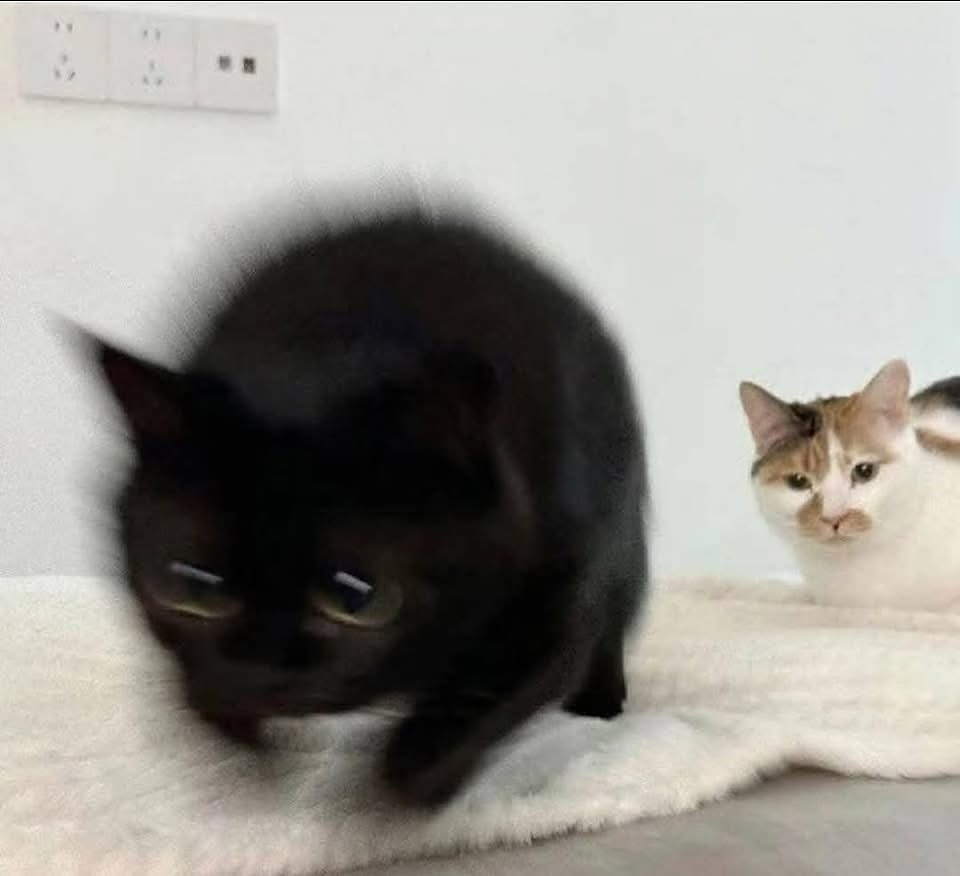 Punch Cat (@punchingcat) on Twitter photo 