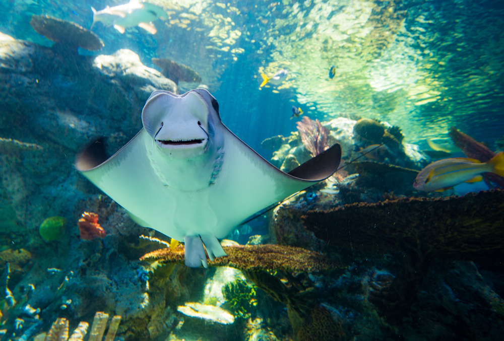 Sharefest tweet media