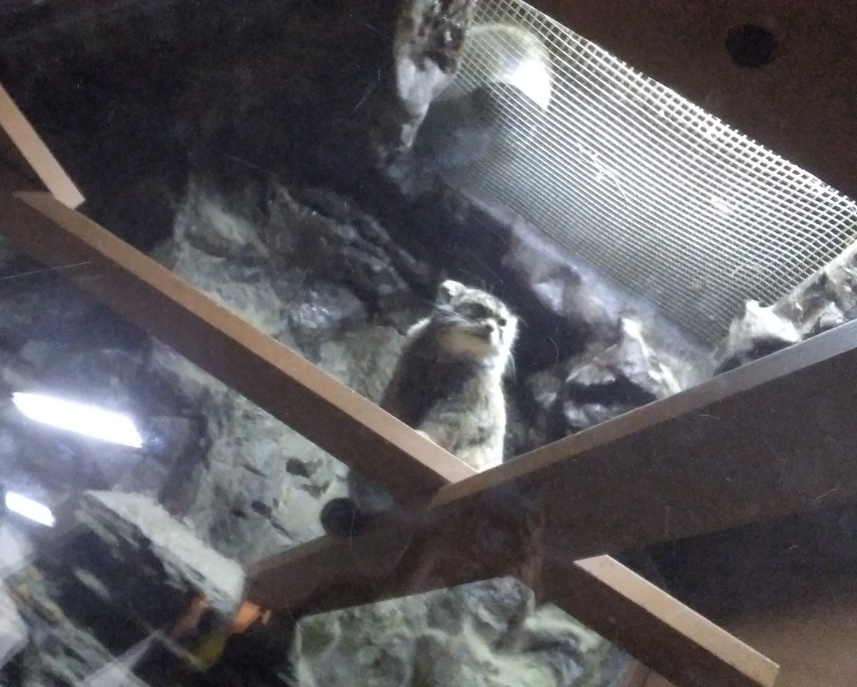 残業お疲れ様
はじめてのナイトズー潜入
プリちゃん
みんな『カッコいい✨』って
言ってるよ
アブちゃんも元気そうだったよ
#上野動物園 
#マヌルネコ 
#プリームラ 
#タビーさんに似てきた 
#上野の母