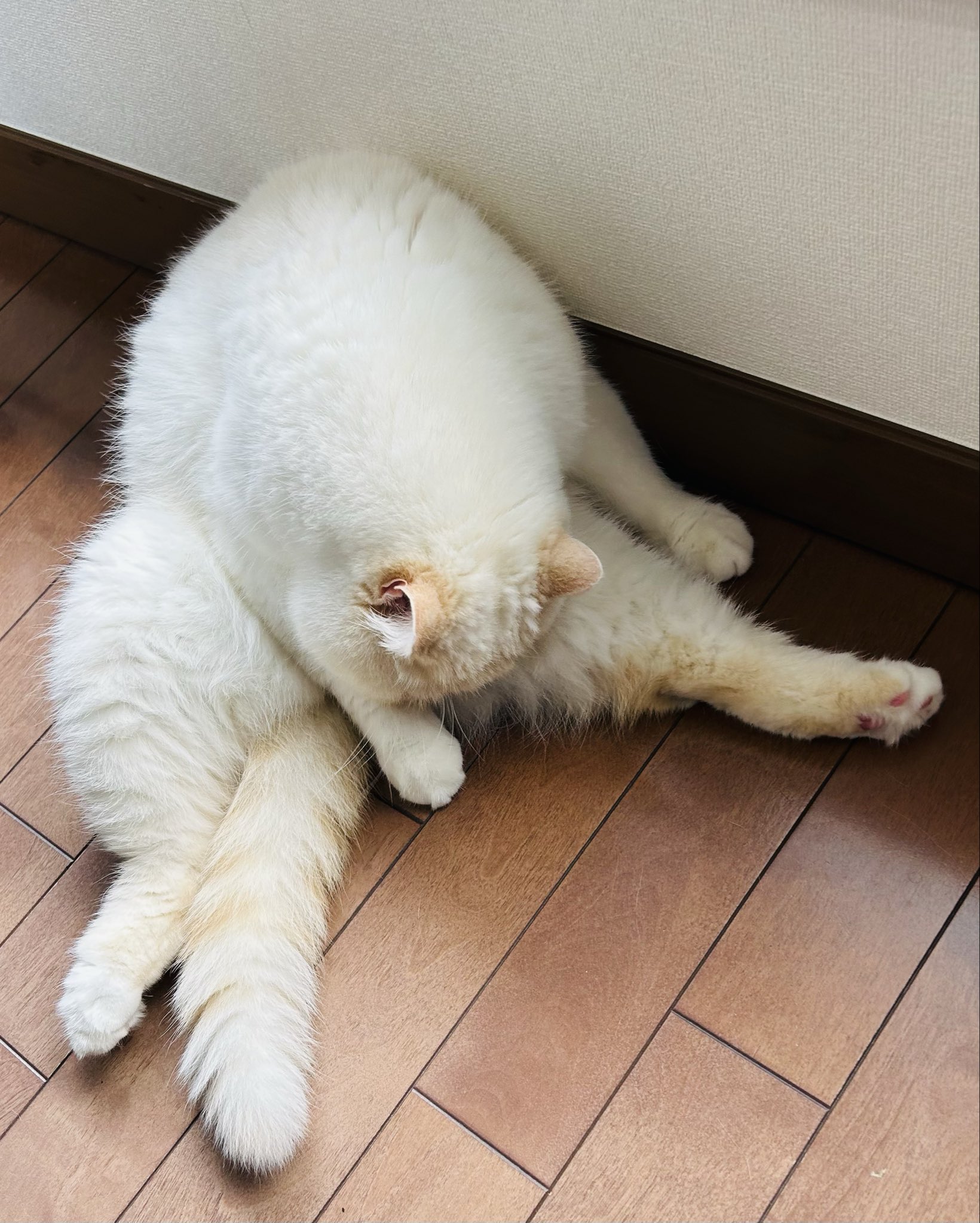 もふもふ 楽天市場】【マラソン限定10％OFF+P5】抱き枕 ぬいぐるみ 大きい