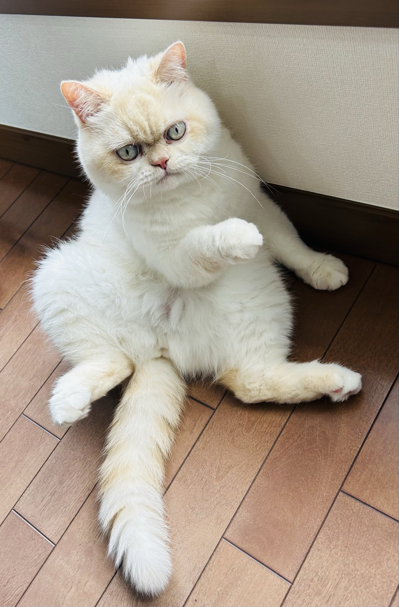 もふもふ MOFMOFRIENDS ひざ乗せマスコット 約20x35cm ピションフリーゼ