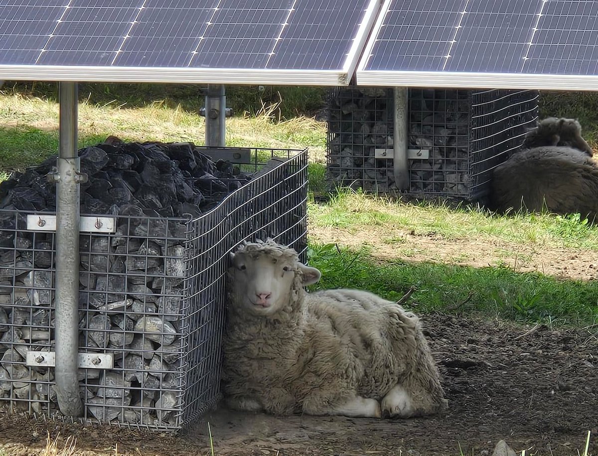 TCRPC's tweet image. East Pennsboro calls new #solar field on former landfill and public works site a "significant milestone." In addition to saving nearly $267,000 in #power in the first year, the township is also using sheep to manage the grass under the panels sbee.link/u87rq9egjf #CentralPA