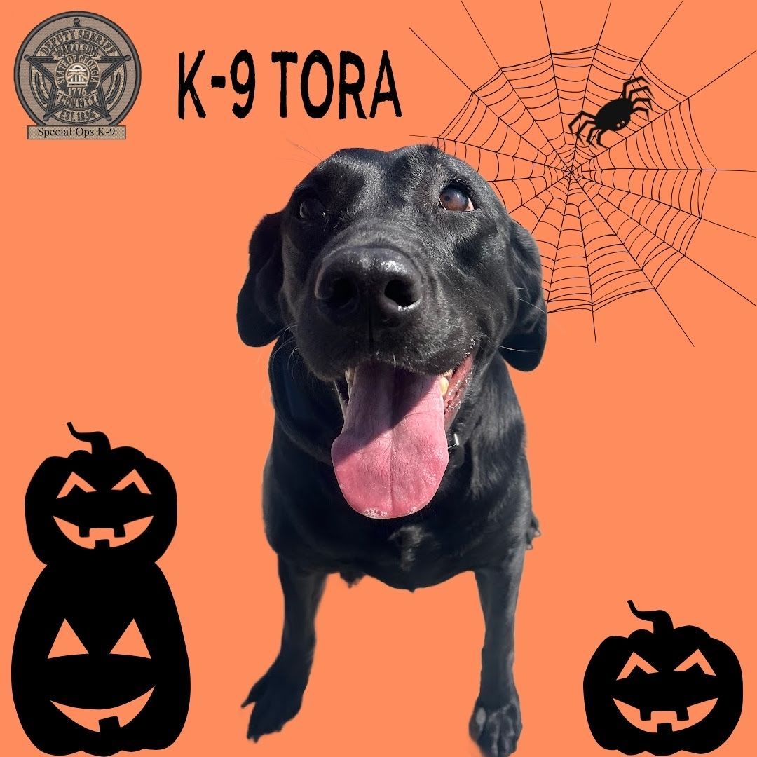 HCSOK9Division's tweet image. Alright, folks! It is officially spooky season, and we need your help deciding what K-9 Tora should be for Halloween.
Give us your best suggestions below⬇️

#K9Tora🐾💙
#Halloween
#HCK9Division
#SpookySeason
#WorkingPup
#Community
#HCSO
