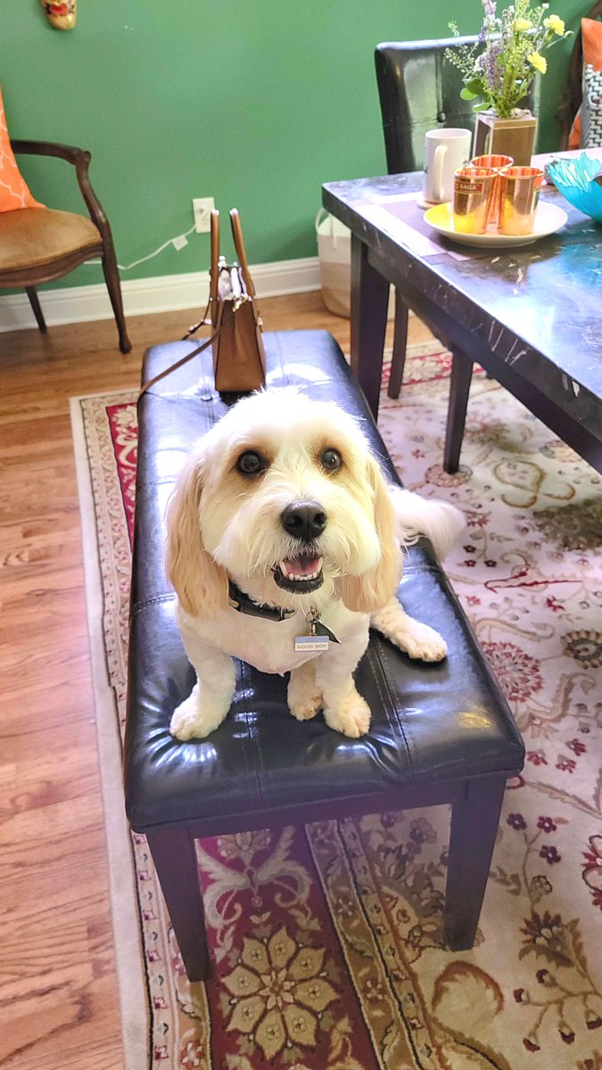 BarkBustersGA's tweet image. Cody’s teaching my humans how to speak dog, and I’ve gotta admit — it’s working. I’m feeling calmer, cooler, and about 10% less dramatic already. 😎🐾