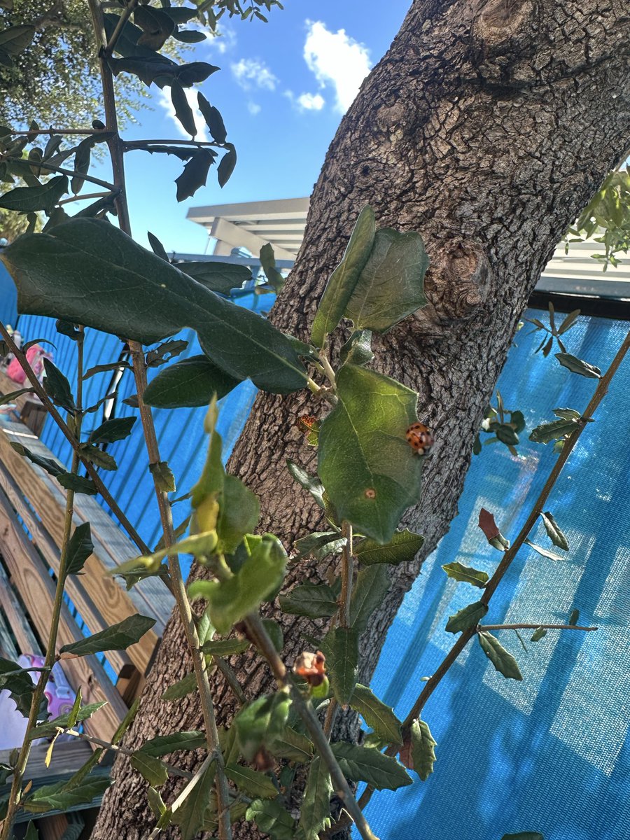 We found a ladybug at school during recess. Peace &amp; Love. I hope everyone had a great day!