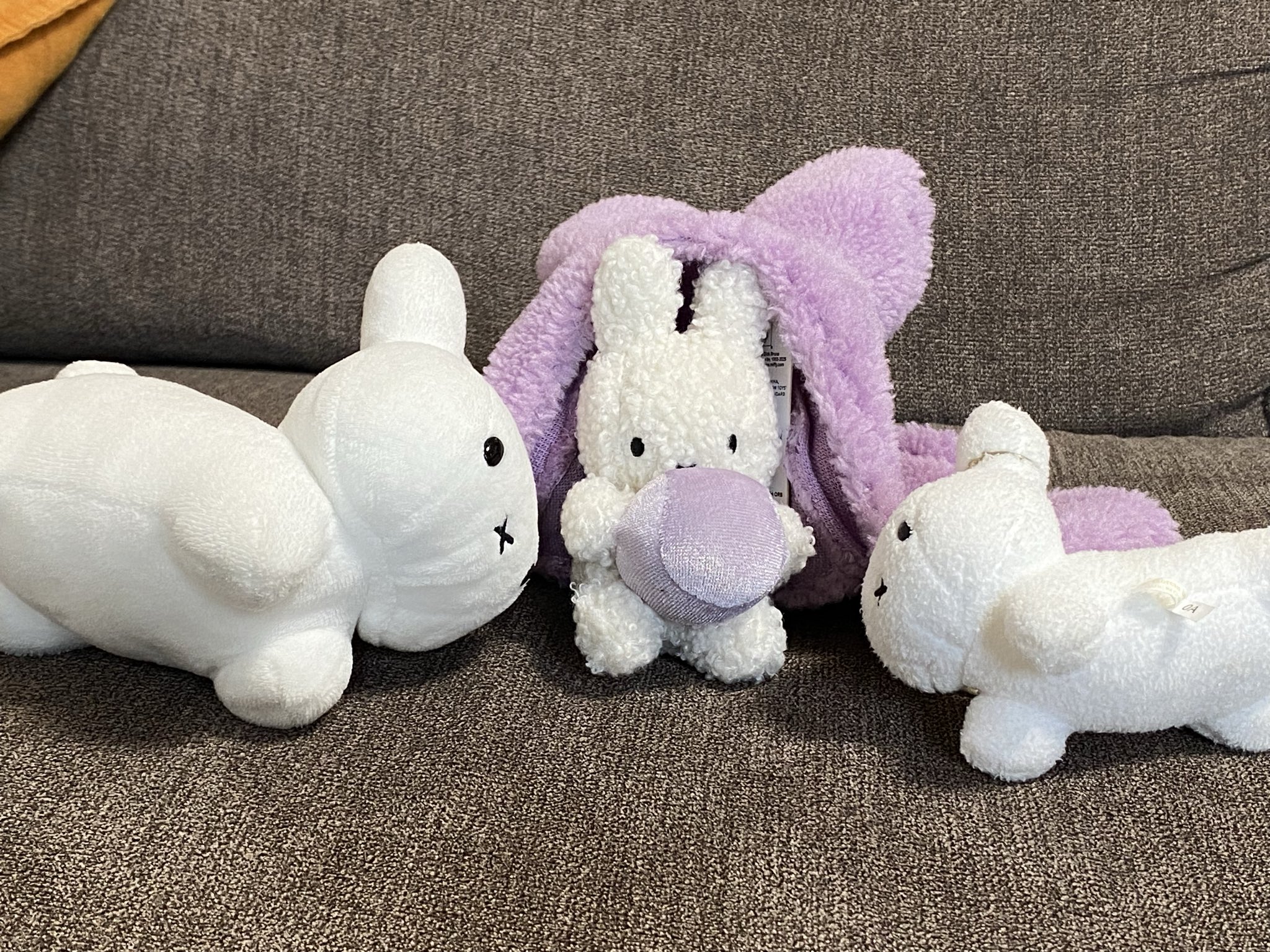 野生のうさぎ on X: 