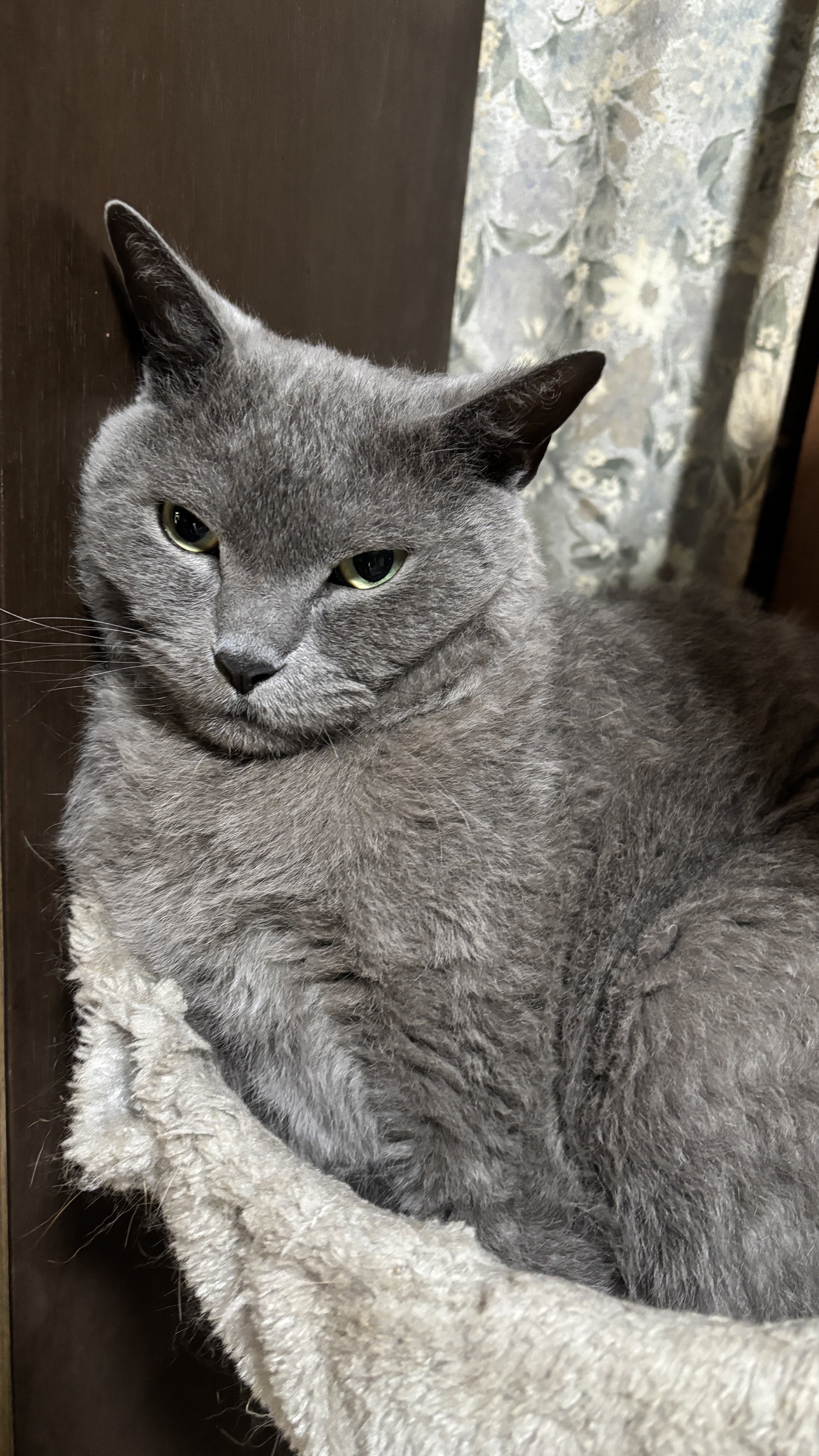 ねこきち にゃんちくだいすきくらぶ on X: 