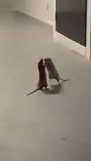 Claire Torres tweet media