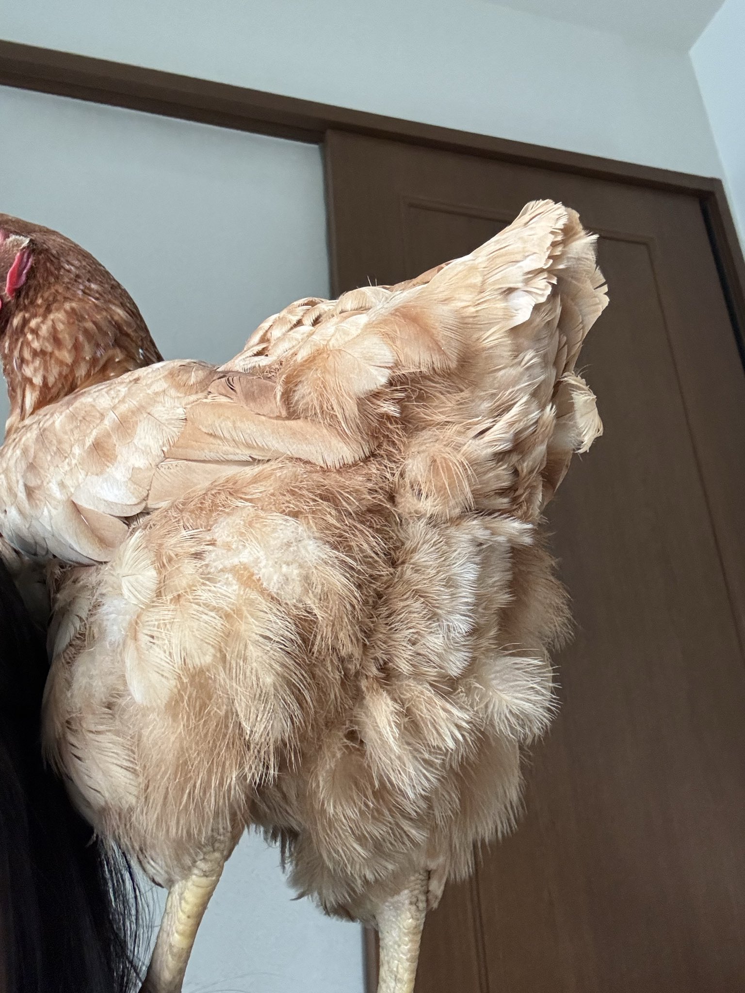 🐓ひよときよ🦃Hiyo & Kiyo🎠 on X: 