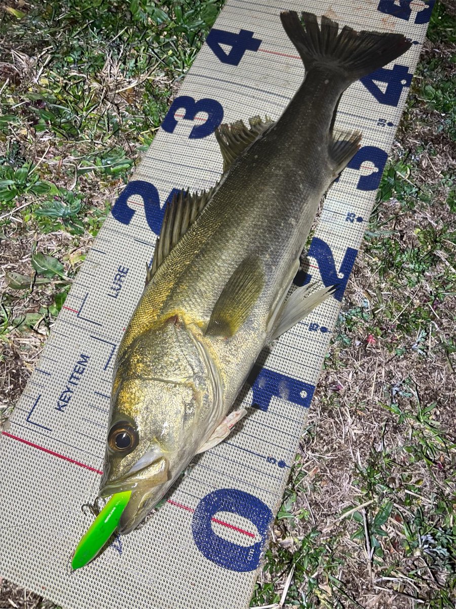 daiP_A_LUNKER's tweet photo. ワスプ〜✨

#SEABASS
#シーバス
#DAIWA
#LATEO96M-R
#Pickup
#WASPSLALOM80S
#ウルトラC
#オヌマン
#PURSUINGALUNKER. https://t.co/Nl6Af9cNRk