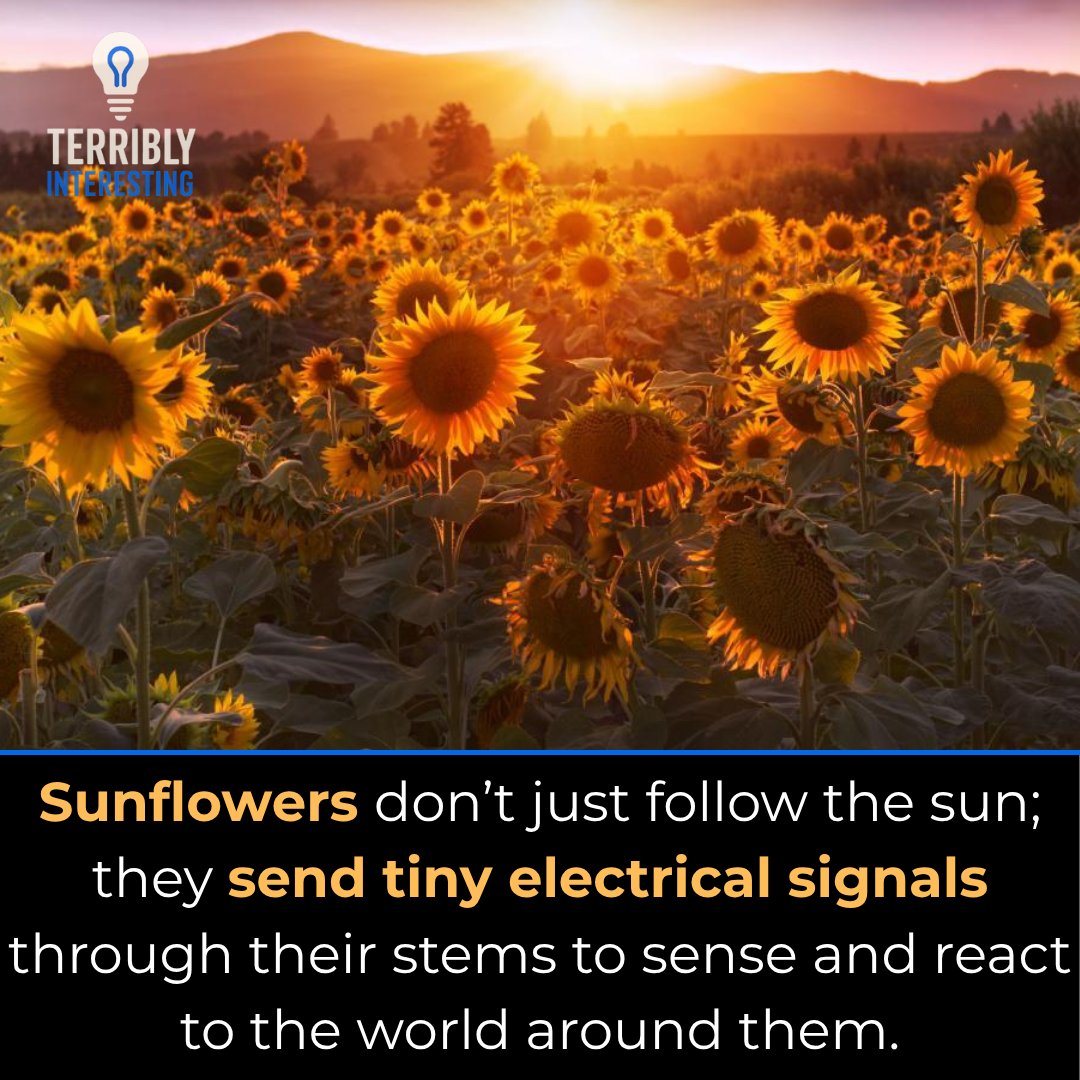 A sunflower doesn’t just follow the sun.
It sends tiny electrical signals through its stem to sense light, stress, and touch.. a living network powered by biology.