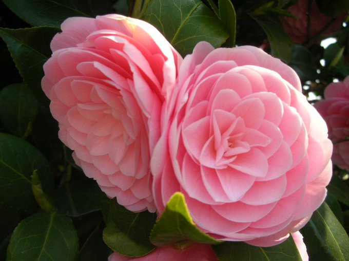 楽しいスピ on X