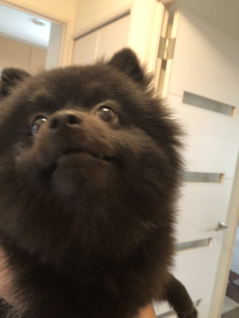 おは🐻です
出勤前のうるさい仔🐻琥珀はお留守番です💦

#ポメラニアン
#連休明けは辛い
#犬好きさんと繋がりたい
#意外と寒くて上着取りに戻ったら電車乗り遅れた