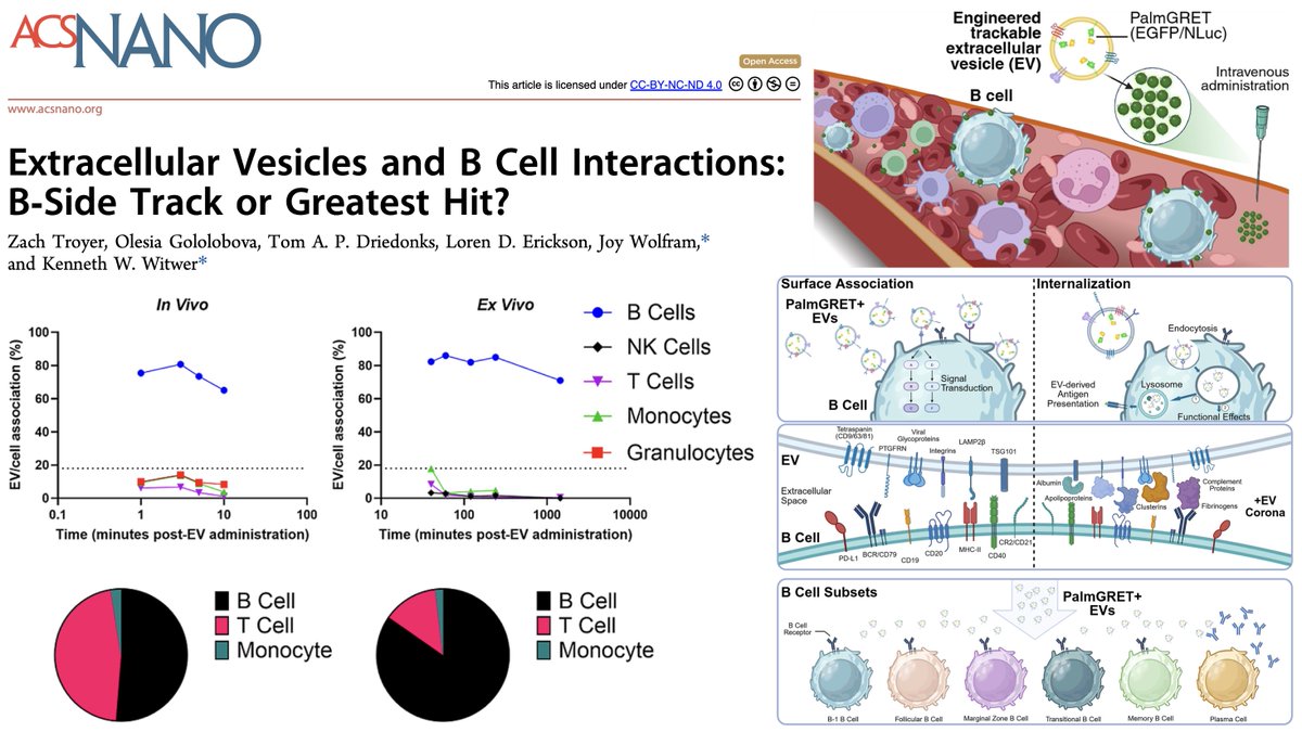 🧬 New publication alert!
Our latest article explores what happens when tiny biological messengers, #ExtracellularVesicles, are injected into the bloodstream?
We highlight a surprising connection: preferential interactions with #Bcells
pubs.acs.org/doi/10.1021/ac…
#Nanomedicine