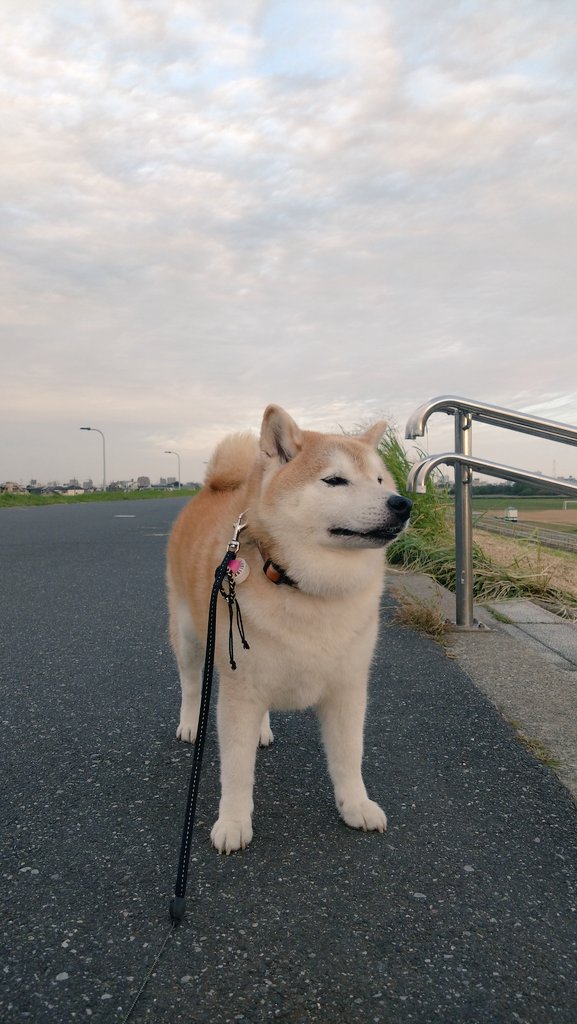 marukichi0118's tweet photo. おはようございます☁　
土手まで来たワン🐶 https://t.co/4L5ITEiPwV