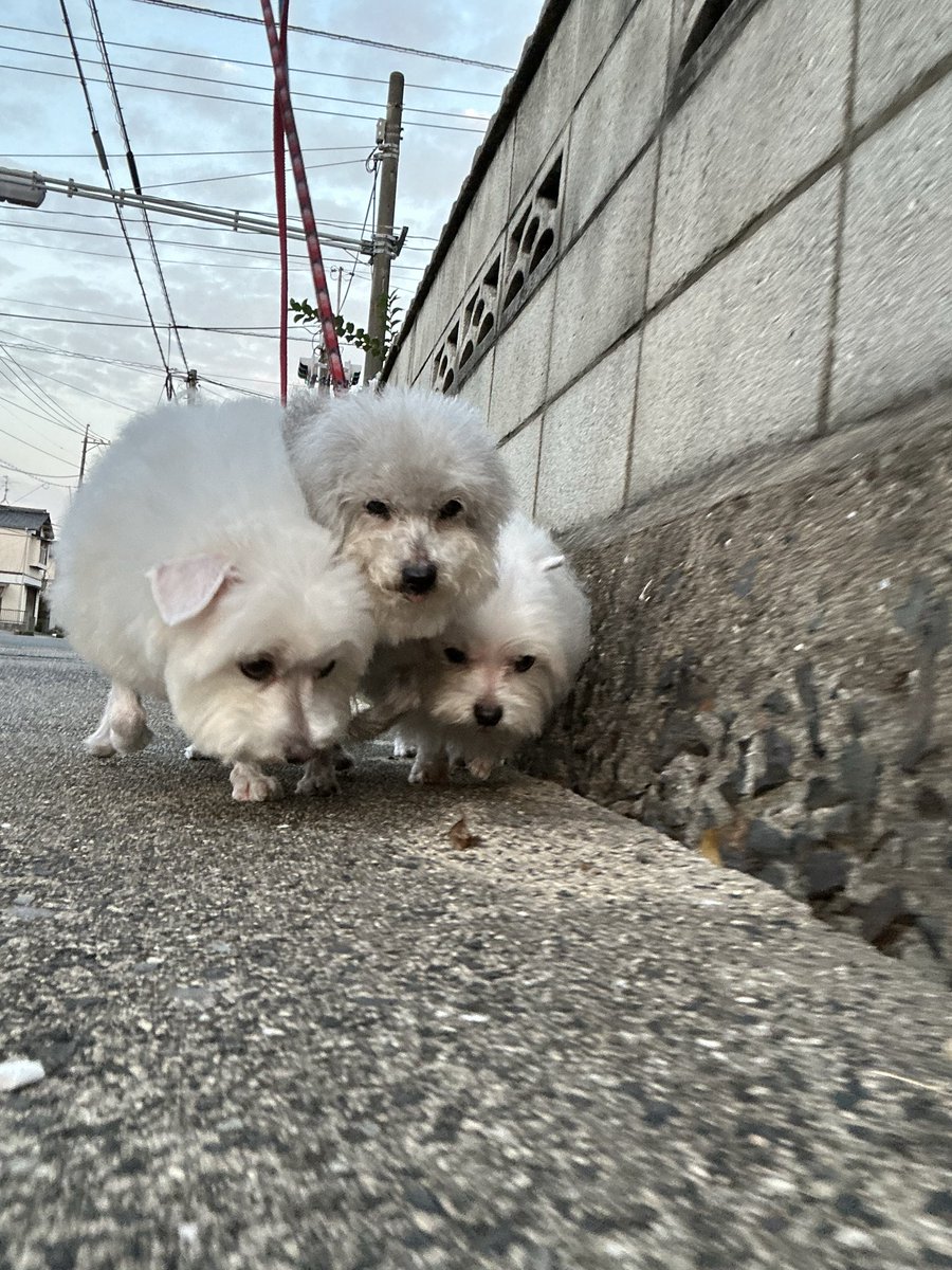ケルベロス